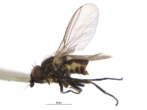  ( - CCDB-21326-H11)  @11 [ ] CreativeCommons - Attribution (2014) CBG Photography Group Centre for Biodiversity Genomics