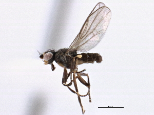  ( - CCDB-21328-A06)  @11 [ ] CreativeCommons - Attribution (2014) CBG Photography Group Centre for Biodiversity Genomics