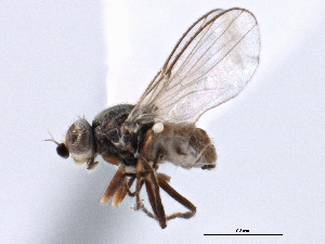  (Apallates ochripes - CCDB-21328-A11)  @11 [ ] CreativeCommons - Attribution (2014) CBG Photography Group Centre for Biodiversity Genomics