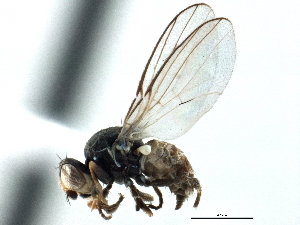  ( - CCDB-21328-D04)  @11 [ ] CreativeCommons - Attribution (2014) CBG Photography Group Centre for Biodiversity Genomics