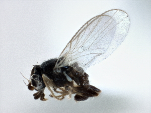  ( - CCDB-21328-E11)  @12 [ ] CreativeCommons - Attribution (2014) CBG Photography Group Centre for Biodiversity Genomics