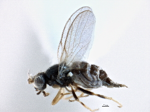  ( - CCDB-21328-E12)  @14 [ ] CreativeCommons - Attribution (2014) CBG Photography Group Centre for Biodiversity Genomics