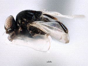  ( - CCDB-21328-G06)  @13 [ ] CreativeCommons - Attribution (2014) CBG Photography Group Centre for Biodiversity Genomics