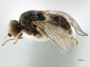  ( - CCDB-21329-B01)  @11 [ ] CreativeCommons - Attribution (2014) CBG Photography Group Centre for Biodiversity Genomics