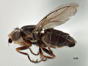  ( - CCDB-21329-C01)  @11 [ ] CreativeCommons - Attribution (2014) CBG Photography Group Centre for Biodiversity Genomics