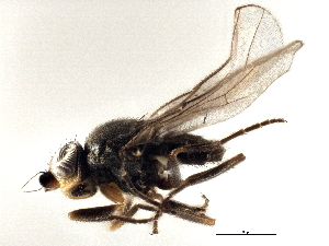 (Apallates coxendix - CCDB-21329-F08)  @13 [ ] CreativeCommons - Attribution (2014) CBG Photography Group Centre for Biodiversity Genomics