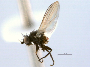  (Cerodontha gibbardi - CCDB-21330-A03)  @11 [ ] CreativeCommons - Attribution (2014) CBG Photography Group Centre for Biodiversity Genomics