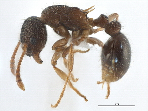  ( - CCDB-21332-B07)  @11 [ ] CreativeCommons - Attribution (2014) CBG Photography Group Centre for Biodiversity Genomics