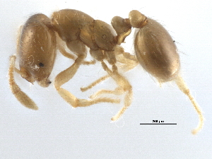  ( - CCDB-21332-C02)  @11 [ ] CreativeCommons - Attribution (2014) CBG Photography Group Centre for Biodiversity Genomics