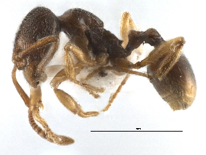  ( - CCDB-21332-C10)  @11 [ ] CreativeCommons - Attribution (2014) CBG Photography Group Centre for Biodiversity Genomics