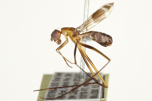  ( - CCDB-21334-B06)  @13 [ ] CreativeCommons - Attribution (2014) CBG Photography Group Centre for Biodiversity Genomics