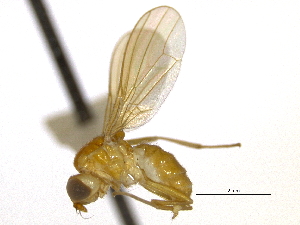 (Psila frontalis - CCDB-21334-D04)  @14 [ ] CreativeCommons - Attribution (2014) CBG Photography Group Centre for Biodiversity Genomics