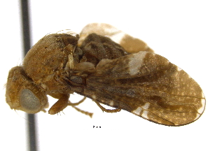  ( - CCDB-21334-G04)  @13 [ ] CreativeCommons - Attribution (2014) CBG Photography Group Centre for Biodiversity Genomics