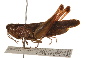  ( - CCDB-21335-B01)  @11 [ ] CreativeCommons - Attribution (2014) CBG Photography Group Centre for Biodiversity Genomics