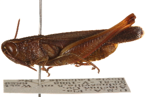  ( - CCDB-21335-B02)  @11 [ ] CreativeCommons - Attribution (2014) CBG Photography Group Centre for Biodiversity Genomics