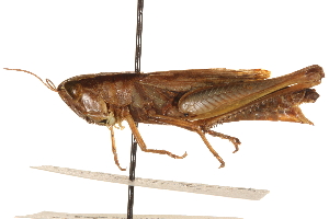  ( - CCDB-21335-B12)  @13 [ ] CreativeCommons - Attribution (2014) CBG Photography Group Centre for Biodiversity Genomics