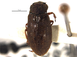  ( - CCDB-21336-A02)  @11 [ ] CreativeCommons - Attribution (2014) CBG Photography Group Centre for Biodiversity Genomics