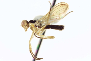  ( - CCDB-21400-B02)  @11 [ ] CreativeCommons - Attribution (2014) CBG Photography Group Centre for Biodiversity Genomics