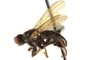 ( - CCDB-21400-B08)  @14 [ ] CreativeCommons - Attribution (2014) CBG Photography Group Centre for Biodiversity Genomics
