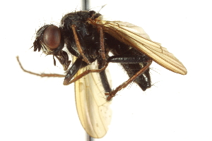 ( - CCDB-21400-B11)  @13 [ ] CreativeCommons - Attribution (2014) CBG Photography Group Centre for Biodiversity Genomics