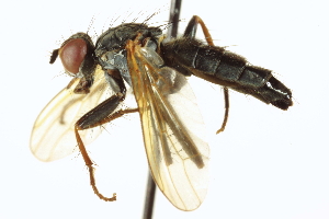  ( - CCDB-21400-B12)  @14 [ ] CreativeCommons - Attribution (2014) CBG Photography Group Centre for Biodiversity Genomics