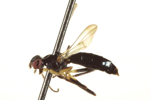  ( - CCDB-21400-C01)  @12 [ ] CreativeCommons - Attribution (2014) CBG Photography Group Centre for Biodiversity Genomics