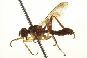  ( - CCDB-21400-C03)  @13 [ ] CreativeCommons - Attribution (2014) CBG Photography Group Centre for Biodiversity Genomics