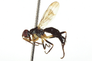  ( - CCDB-21400-C04)  @13 [ ] CreativeCommons - Attribution (2014) CBG Photography Group Centre for Biodiversity Genomics