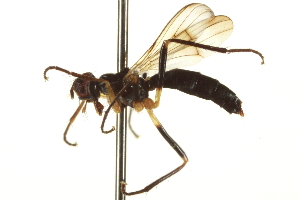  ( - CCDB-21400-C05)  @13 [ ] CreativeCommons - Attribution (2014) CBG Photography Group Centre for Biodiversity Genomics