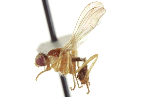  ( - CCDB-21400-D07)  @13 [ ] CreativeCommons - Attribution (2014) CBG Photography Group Centre for Biodiversity Genomics