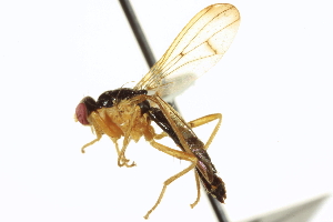  ( - CCDB-21400-E03)  @13 [ ] CreativeCommons - Attribution (2014) CBG Photography Group Centre for Biodiversity Genomics