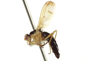  ( - CCDB-21400-E05)  @13 [ ] CreativeCommons - Attribution (2014) CBG Photography Group Centre for Biodiversity Genomics