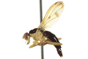  ( - CCDB-21400-E06)  @13 [ ] CreativeCommons - Attribution (2014) CBG Photography Group Centre for Biodiversity Genomics