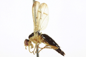  ( - CCDB-21400-E07)  @13 [ ] CreativeCommons - Attribution (2014) CBG Photography Group Centre for Biodiversity Genomics