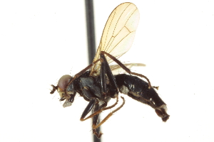  ( - CCDB-21400-F07)  @13 [ ] CreativeCommons - Attribution (2014) CBG Photography Group Centre for Biodiversity Genomics