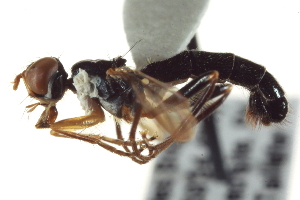  ( - CCDB-21400-G01)  @11 [ ] CreativeCommons - Attribution (2014) CBG Photography Group Centre for Biodiversity Genomics