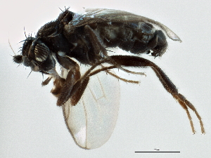  (Opalimosina liliputana - CCDB-21403-C06)  @13 [ ] CreativeCommons - Attribution (2014) CBG Photography Group Centre for Biodiversity Genomics