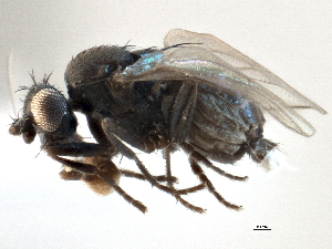  ( - CCDB-21403-D08)  @11 [ ] CreativeCommons - Attribution (2014) CBG Photography Group Centre for Biodiversity Genomics