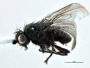  (Rachispoda atra - CCDB-21403-E03)  @11 [ ] CreativeCommons - Attribution (2014) CBG Photography Group Centre for Biodiversity Genomics