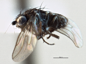  (Rachispoda buvirilia - CCDB-21403-E11)  @13 [ ] CreativeCommons - Attribution (2014) CBG Photography Group Centre for Biodiversity Genomics