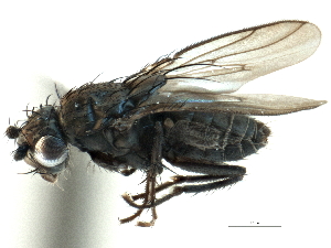  ( - CCDB-21403-F03)  @11 [ ] CreativeCommons - Attribution (2014) CBG Photography Group Centre for Biodiversity Genomics