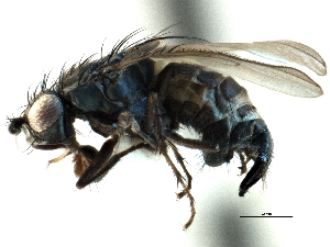  ( - CCDB-21403-F09)  @11 [ ] CreativeCommons - Attribution (2014) CBG Photography Group Centre for Biodiversity Genomics