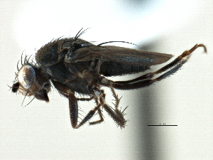  ( - CCDB-21403-F11)  @13 [ ] CreativeCommons - Attribution (2014) CBG Photography Group Centre for Biodiversity Genomics