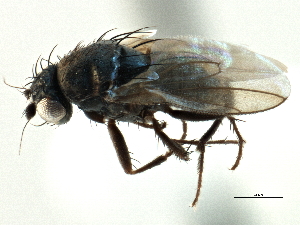  ( - CCDB-21403-G03)  @11 [ ] CreativeCommons - Attribution (2014) CBG Photography Group Centre for Biodiversity Genomics