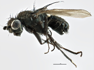  ( - CCDB-21403-H01)  @11 [ ] CreativeCommons - Attribution (2014) CBG Photography Group Centre for Biodiversity Genomics