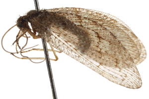  ( - CCDB-21407-B03)  @11 [ ] CreativeCommons - Attribution (2014) CBG Photography Group Centre for Biodiversity Genomics