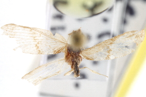  ( - CCDB-21407-G03)  @11 [ ] CreativeCommons - Attribution (2014) CBG Photography Group Centre for Biodiversity Genomics