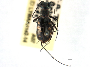  (Cicindela rufiventris mellyi - CCDB-21408-A07)  @11 [ ] CreativeCommons - Attribution (2014) CBG Photography Group Centre for Biodiversity Genomics
