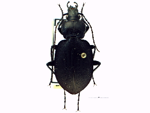  (Carabus goryi - CCDB-21408-C10)  @15 [ ] CreativeCommons - Attribution (2014) CBG Photography Group Centre for Biodiversity Genomics