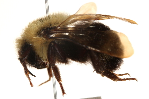  ( - CCDB-21409-D06)  @11 [ ] CreativeCommons - Attribution (2014) CBG Photography Group Centre for Biodiversity Genomics